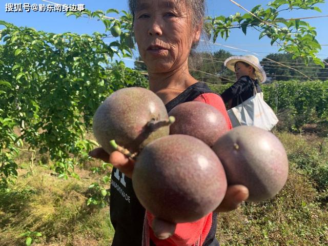 生产的蔬菜瓜果 在省外太“俏市”ag旗舰厅厉害：贵州黄平旧州大坝