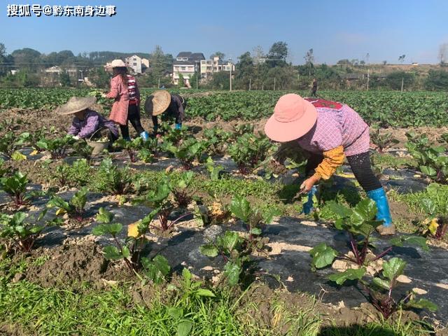 生产的蔬菜瓜果 在省外太“俏市”ag旗舰厅厉害：贵州黄平旧州大坝(图5)