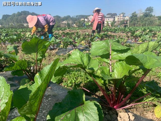 生产的蔬菜瓜果 在省外太“俏市”ag旗舰厅厉害：贵州黄平旧州大坝(图4)