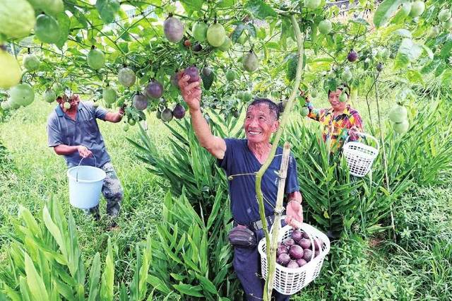 自产自销每亩利润过万元ag旗舰厅种植百香果